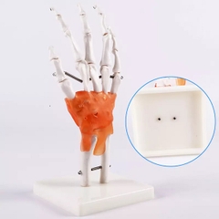 Mô hình giải phẫu xương bàn tay có dây chằng, kích thước thật tỷ lệ 1:1