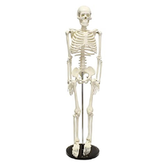 Mô hình giải phẫu hệ xương người 170cm