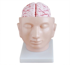 MÔ HÌNH GIẢI PHẪU ĐẦU VÀ NÃO