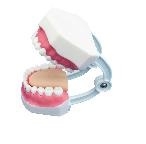 MÔ HÌNH HÀM RĂNG 28 CHIẾC