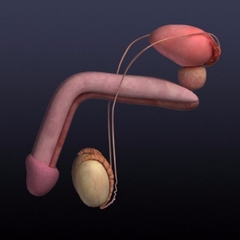 MÔ HÌNH GIẢI PHẪU CƠ THỂ NGƯỜI NAM 3D