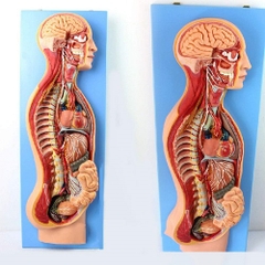 MÔ HÌNH HỆ THẦN KINH TRÊN CƠ THỂ NGƯỜI CÓ NỘI TẠNG