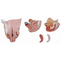 Mô hình hệ thống sinh dục nữ, mô hình giải phẫu tầng sinh môn nữ 4 mảnh có thể tháo rời, cơ quan sinh sản bên trong và bên ngoài của phụ nữ, mô hình giải phẫu cơ quan vùng chậu