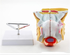 Mô hình hệ thống sinh dục nữ, mô hình giải phẫu tầng sinh môn nữ 4 mảnh có thể tháo rời, cơ quan sinh sản bên trong và bên ngoài của phụ nữ, mô hình giải phẫu cơ quan vùng chậu