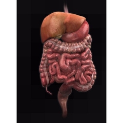 MÔ HÌNH GIẢI PHẪU CƠ THỂ NGƯỜI NAM 3D