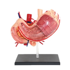 MÔ HÌNH HỆ TIÊU HÓA 4D - MÔ HÌNH GIẢI PHẪU DẠ DÀY NGƯỜI 9 PHẦN