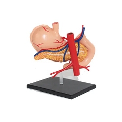 MÔ HÌNH HỆ TIÊU HÓA 4D - MÔ HÌNH GIẢI PHẪU DẠ DÀY NGƯỜI 9 PHẦN