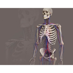 MÔ HÌNH GIẢI PHẪU CƠ THỂ NGƯỜI NAM 3D