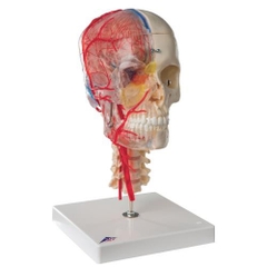 Mô hình hộp sọ một nửa trong suốt, 7 phần với mã giải phẫu thông minh 1000064 - 3B Scientific