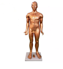 MÔ HÌNH HUYỆT VỊ CƠ THỂ NGƯỜI 175CM MÀU ĐỒNG