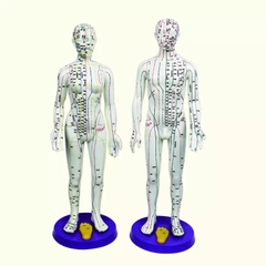 MÔ HÌNH HUYỆT VỊ NAM, NỮ 50CM