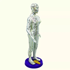 MÔ HÌNH HUYỆT VỊ NAM, NỮ 50CM