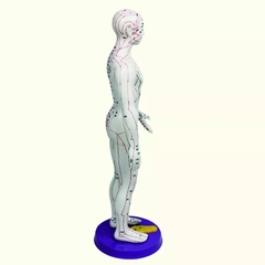 MÔ HÌNH HUYỆT VỊ NAM, NỮ 50CM