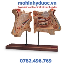 MÔ HÌNH KHOANG MŨI, MẠCH MÁU – 1005531 – 3B SCIENTIFIC