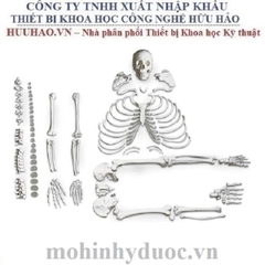 MÔ HÌNH BỘ XƯƠNG THÁO RỜI NASCO