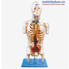 MÔ HÌNH MẠCH MÁU GD/A10005