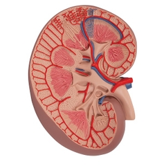 MÔ HÌNH MẶT CẮT CỦA THẬN – 1000295 – 3B SCIENTIFIC