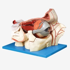 MÔ HÌNH MẮT VÀ NHÃN CẦU PHÓNG ĐẠI 5 LẦN GD-A17105