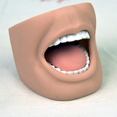 Mô hình Miệng Người Lớn Có Răng Đầy Đủ