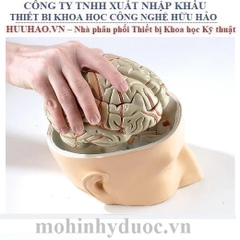 MÔ HÌNH GIẢI PHẪU ĐẦU VÀ NÃO 7 PHẦN 3B SCIENTIFIC