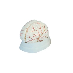 MÔ HÌNH NÃO NGƯỜI 4D CẤU TẠO 08 PHẦN KÍCH THƯỚC THẬT YH308