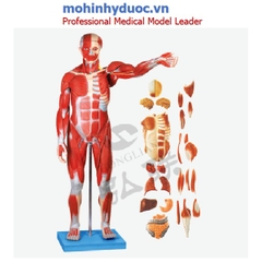 Mô hình nhóm cơ Nam giới GD/A11301
