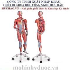 MÔ HÌNH KHUNG XƯƠNG TOÀN THÂN NASCO