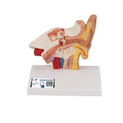 Mô Hình Tai Mũi Họng,Thanh Quản – 1000252 – 3B Scientific