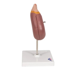 MÔ HÌNH THẬN VÀ THƯỢNG THẬN, 2 PHẦN