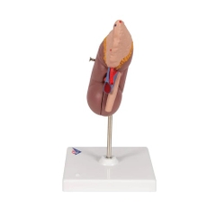 MÔ HÌNH THẬN VÀ THƯỢNG THẬN, 2 PHẦN