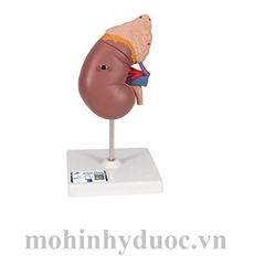 Mô Hình Thận Và Tuyến Thượng Thận – 1014211 – 3B Scientific