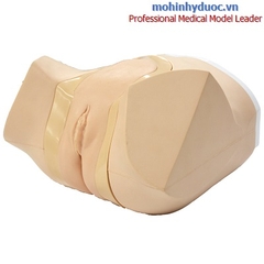 MÔ HÌNH THÔNG TIỂU NỮ (KÈM TÍNH NĂNG THỤT THÁO)	 KYOTO KAGAKU