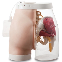 Mô hình tiêm mông SB52393 Nasco Healthcare - Mỹ