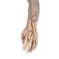 MÔ HÌNH TIÊM TĨNH MẠCH CÁNH TAY NÂNG CAO LF01121U