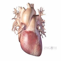 MÔ HÌNH GIẢI PHẪU CƠ THỂ NGƯỜI NAM 3D