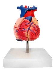 Mô hình trái tim con người có kích thước thật trên đế, bằng nhựa, 6 x 5 x 6 inch MHT322
