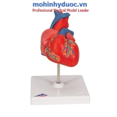 Mô hình trái tim 2 phần - 3B Scientific - Đức