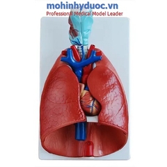 MÔ HÌNH TIM, PHỔI ,THANH QUẢN 7 MẢNH
