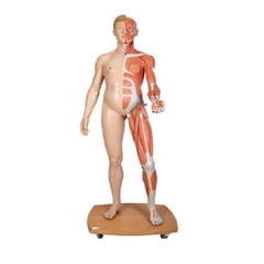 Mô Hình Toàn Thân Cơ Thể Kich Thước Thật 39 Phần – 1000209 – 3B Scientific