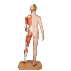 Mô Hình Toàn Thân Cơ Thể Kich Thước Thật 39 Phần – 1000209 – 3B Scientific