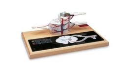 Mô Hình Tủy Sống, Mạch Máu Tủy – 1005530 – 3B