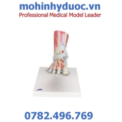 MÔ HÌNH XƯƠNG BÀN CHÂN – 1019421 – 3B SCIENTIFIC