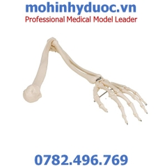 MÔ HÌNH XƯƠNG CÁNH TAY – 1019371 – 3B SCIENTIFIC