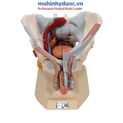 MÔ HÌNH XƯƠNG CHẬU NAM VỚI DÂY CHẰNG, MẠCH MÁU, DÂY THẦN KINH VÀ CÁC CƠ QUAN