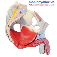 MÔ HÌNH XƯƠNG CHẬU NAM VỚI DÂY CHẰNG, MẠCH MÁU, DÂY THẦN KINH VÀ CÁC CƠ QUAN