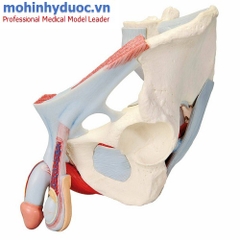 MÔ HÌNH XƯƠNG CHẬU NAM VỚI DÂY CHẰNG, MẠCH MÁU, DÂY THẦN KINH VÀ CÁC CƠ QUAN
