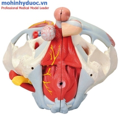 MÔ HÌNH XƯƠNG CHẬU NAM VỚI DÂY CHẰNG, MẠCH MÁU, DÂY THẦN KINH VÀ CÁC CƠ QUAN
