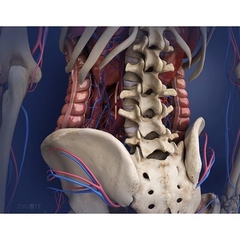MÔ HÌNH GIẢI PHẪU CƠ THỂ NGƯỜI NAM 3D