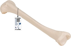 Mô Hình Xương Chày – 1019363 – 3B Scientific