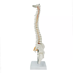 Mô hình xương cột sống 85cm - tỷ lệ 1:1